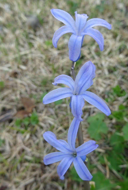 Hyacinthus orientalis - Liliaceae